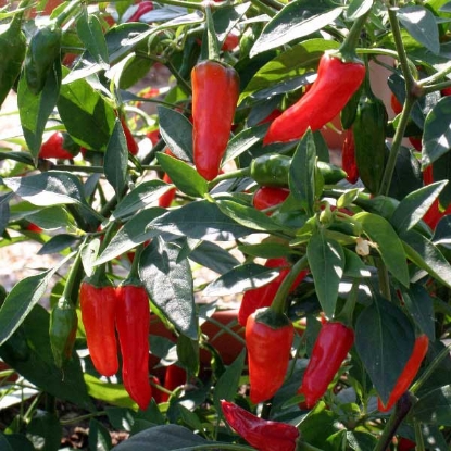 Picture of Apache F1 Chilli Pepper